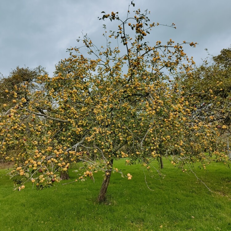 userfiles/produit/5831/arbre_var_372_saint aubin.jpg